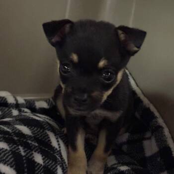 HSOY-Stray-130445 -  Chihuahua and Mixed Breed Dog for Adoption in Yuma, Arizona - HSOY-Stray-130445 | PetCurious