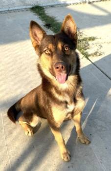 Rescue Siberian Husky and Shepherd Dogs for Adoption in Tulare, California - Ursula | PetCurious