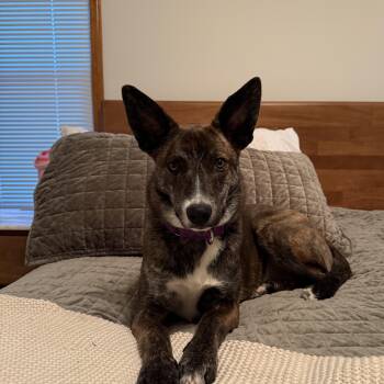 Dutch Shepherd and Shepherd Dogs Available for Adoption in Springfield, Missouri - Gretel | PetCurious