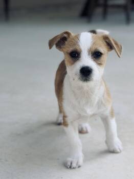 Oliver -  Wirehaired Terrier Dog for Adoption in San Antonio, Texas - Oliver | PetCurious
