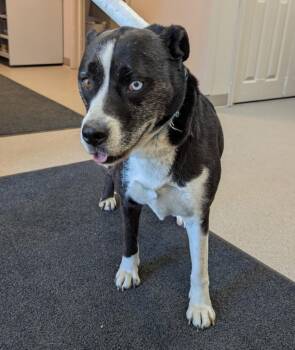 Indi -  Husky and Mixed Breed Dog for Adoption in La Porte, Indiana - Indi | PetCurious