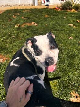Rescue American Bulldog Dogs for Adoption in Pierceton, Indiana - Pippin | PetCurious