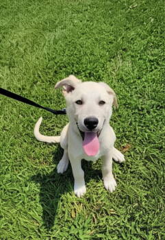 Rescue Labrador Retriever Dogs for Adoption in Nashville, Tennessee - Lloyd | PetCurious