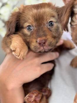Chocco -  Australian Shepherd Dog for Adoption in North Reading, Massachusetts - Chocco | PetCurious