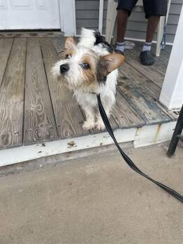 WINSTON -  Yorkshire Terrier and Mixed Breed Dog for Adoption in Boston, Massachusetts - WINSTON | PetCurious