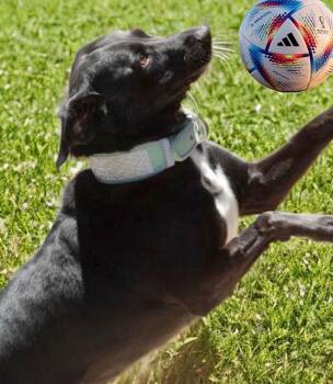 Robin -  Labrador Retriever Dog for Adoption in Kingman, Arizona - Robin | PetCurious