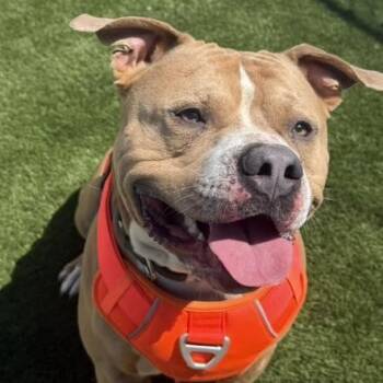 Pit Bull Terrier Dogs Available for Adoption in Warren, Ohio - Oden | PetCurious