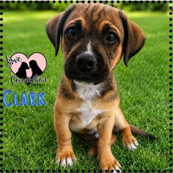 Clark -  Pug and Pit Bull Terrier Dog for Adoption in Gilbert, Arizona - Clark | PetCurious
