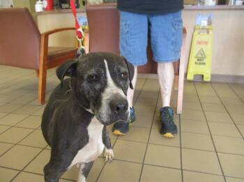 Rescue Hound and Mixed Breed Dogs for Adoption in Ocala, Florida - NANCY | PetCurious