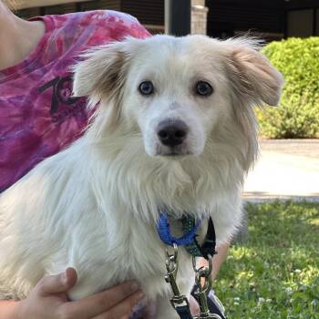 Cobalt -  Mixed Breed Dog for Adoption in Oak Brook, Illinois - Cobalt | PetCurious