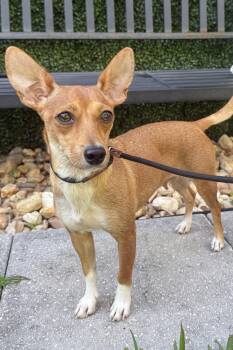 Sally -  Dachshund and Chihuahua Dog for Adoption in Plant City, Florida - Sally | PetCurious