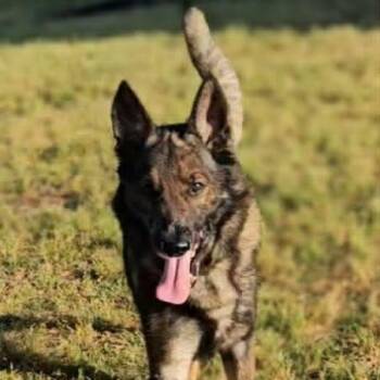 Major -  German Shepherd Dog Dog Available for Adoption in Leesburg, Georgia - Major | PetCurious
