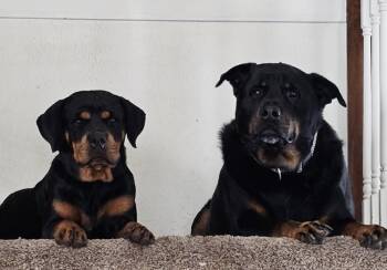 Rescue Rottweiler Dogs for Adoption in Polk, Ohio - Misha | PetCurious