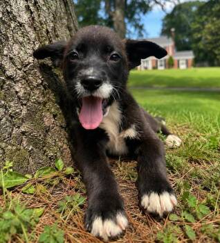 Tater -  Australian Cattle Dog Blue Heeler Dog for Adoption in Calera, Alabama - Tater | PetCurious