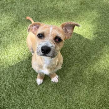 LuLu -  Mixed Breed Dog for Adoption in Titusville, Florida - LuLu | PetCurious