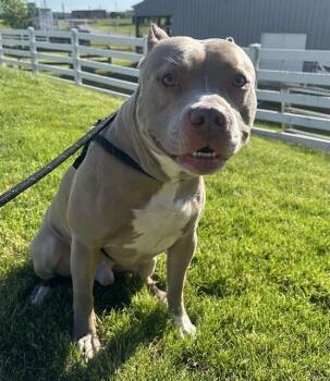 Pit Bull Terrier Dogs Available for Adoption in Indianapolis, Indiana - ROBERT | PetCurious