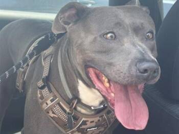 Rescue Mixed Breed Dogs for Adoption in Georgetown, Texas - Monte | PetCurious