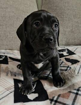 Rainier -  Cane Corso and Pit Bull Terrier Dog for Adoption - Rainier | PetCurious