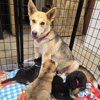 Mixed Breed Dogs Available for Adoption in Bismarck, North Dakota - Lady | PetCurious