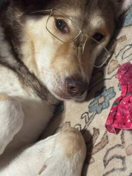 Alaskan Malamute Dogs Available for Adoption in Schererville, Indiana - Canelo | PetCurious