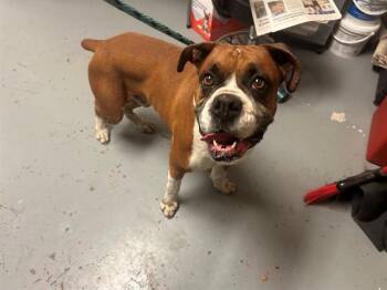 Boxer Dogs Available for Adoption in Ocala, Florida - RAMBLE | PetCurious