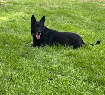 German Shepherd Dog Dogs Available for Adoption - MIRA | PetCurious