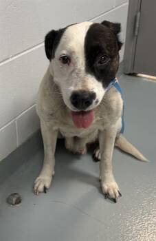 Rescue Hound and Mixed Breed Dogs for Adoption in St. Cloud, Florida - MARGO | PetCurious