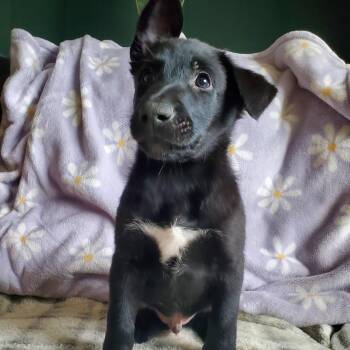 Shepherd Dogs Available for Adoption in Kettering, Ohio - Rain - Pre Adoption | PetCurious