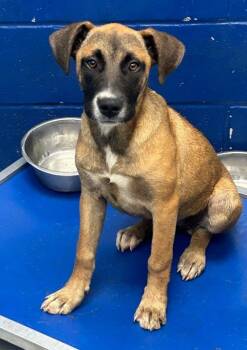 Gabrielle (Gx4) -  Terrier Dog Available for Adoption in Hartsville, South Carolina - Gabrielle (Gx4) | PetCurious