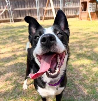 Border Collie Dogs Available for Adoption in North Richland Hills, Texas - Luna (Lu) | PetCurious