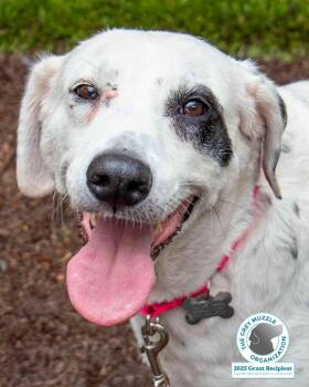 Rescue Hound and Pointer Dogs for Adoption in Kennesaw, Georgia - Agnes | PetCurious