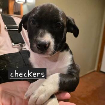 Checkers -  Mixed Breed Dog for Adoption in Glenfield, New York - Checkers | PetCurious
