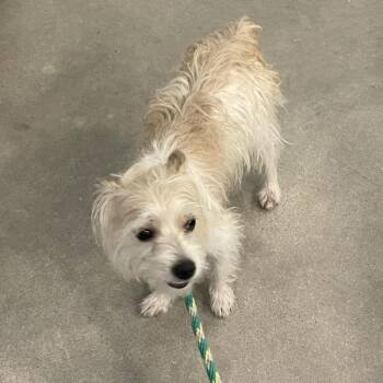 Lester -  Terrier Dog for Adoption in Des Moines, Iowa - Lester | PetCurious
