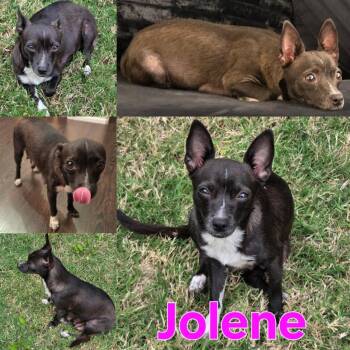 Chihuahua Dogs Available for Adoption in Dallas, Texas - Jolene | PetCurious