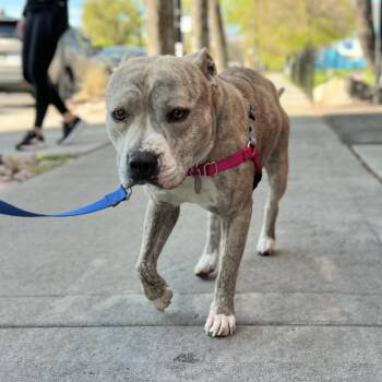 Espresso Bean -  Mixed Breed and Pit Bull Terrier Dog for Adoption in Salt Lake City, Utah - Espresso Bean | PetCurious