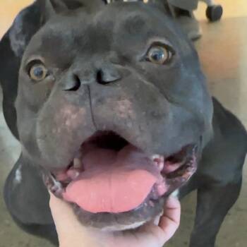 Mixed Breed Dogs Available for Adoption in Bentonville, Arkansas - Princess | PetCurious