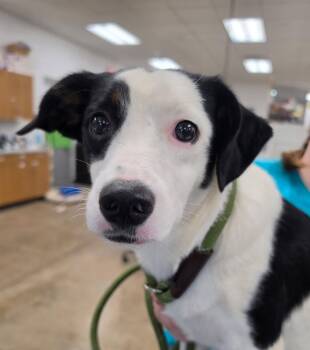 OLIVE -  Bernese Mountain Dog Dog for Adoption in Ashland, Ohio - OLIVE | PetCurious