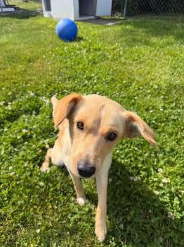 Jack -  Golden Retriever and Mixed Breed Dog Available for Adoption in Lagrange, Indiana - Jack | PetCurious