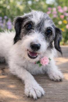 Maltese and Jack Russell Terrier Dogs Available for Adoption - Betty M. | PetCurious