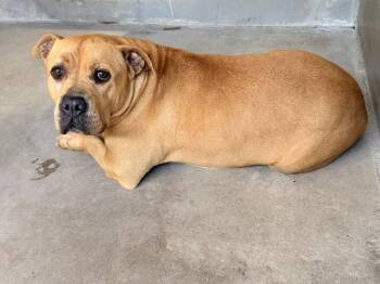 Pit Bull Terrier Dogs Available for Adoption in San Bernardino, California - ZARAH | PetCurious