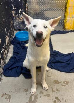Labrador Retriever Dogs Available for Adoption in Murray, Kentucky - Allie | PetCurious