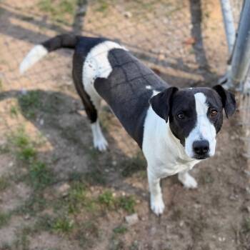 Terrier Dogs Available for Adoption - Lorilei | PetCurious