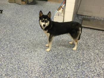 LYRIC -  Husky and Mixed Breed Dog for Adoption in Thousand Palms, California - LYRIC | PetCurious