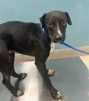 Pit Bull Terrier and Mixed Breed Dogs Available for Adoption in Newton, North Carolina - LIVVI | PetCurious