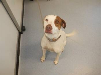 Pointer Dogs Available for Adoption in San Jose, California - RUSTY | PetCurious