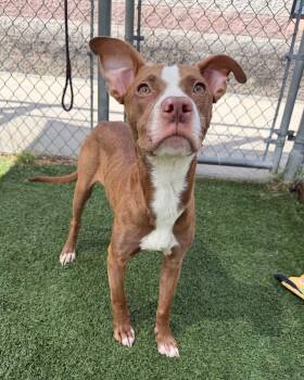 Wizard -  Mixed Breed Dog Available for Adoption in Vaudreuil-dorion, Quebec - Wizard | PetCurious