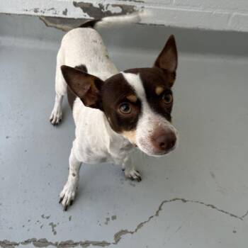 Gonzo -  Chihuahua and Mixed Breed Dog for Adoption in San Francisco, California - Gonzo | PetCurious