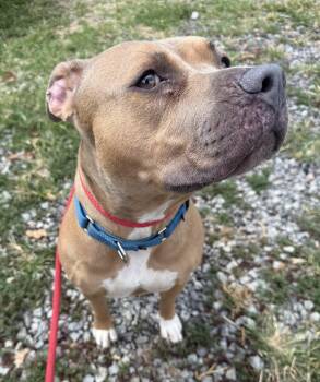 Rescue Mixed Breed Dogs for Adoption in Mckeesport, Pennsylvania - Oakley | PetCurious