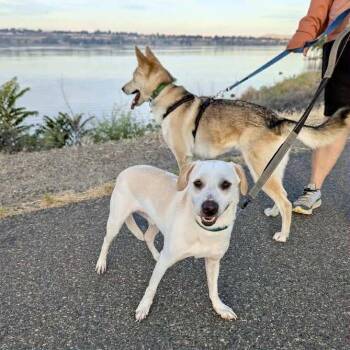 Rescue Cattle Dog and Maremma Sheepdog Dogs for Adoption in West Richland, Washington - Mini Vinni | PetCurious