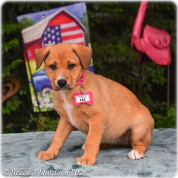 Pez -  Labrador Retriever Dog for Adoption in Wake Forest, North Carolina - Pez | PetCurious